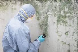 Why You Should Choose Our Mold Remediation Services in Bridgeport, OH